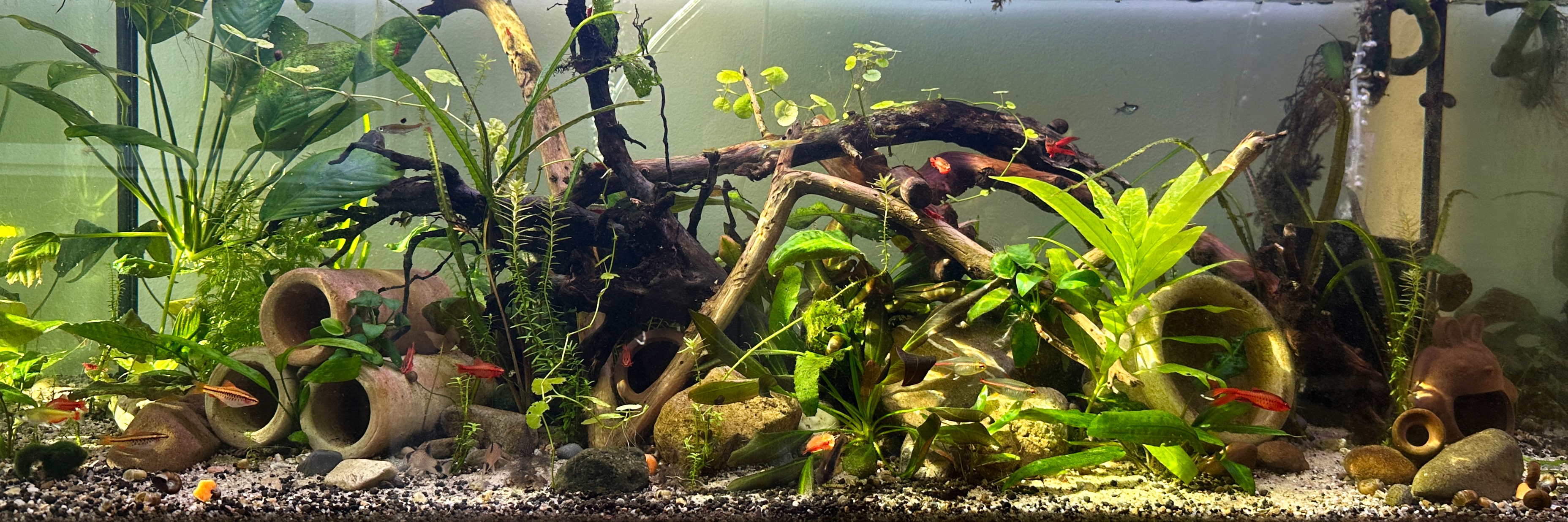 A planted aquarium with tropical fish